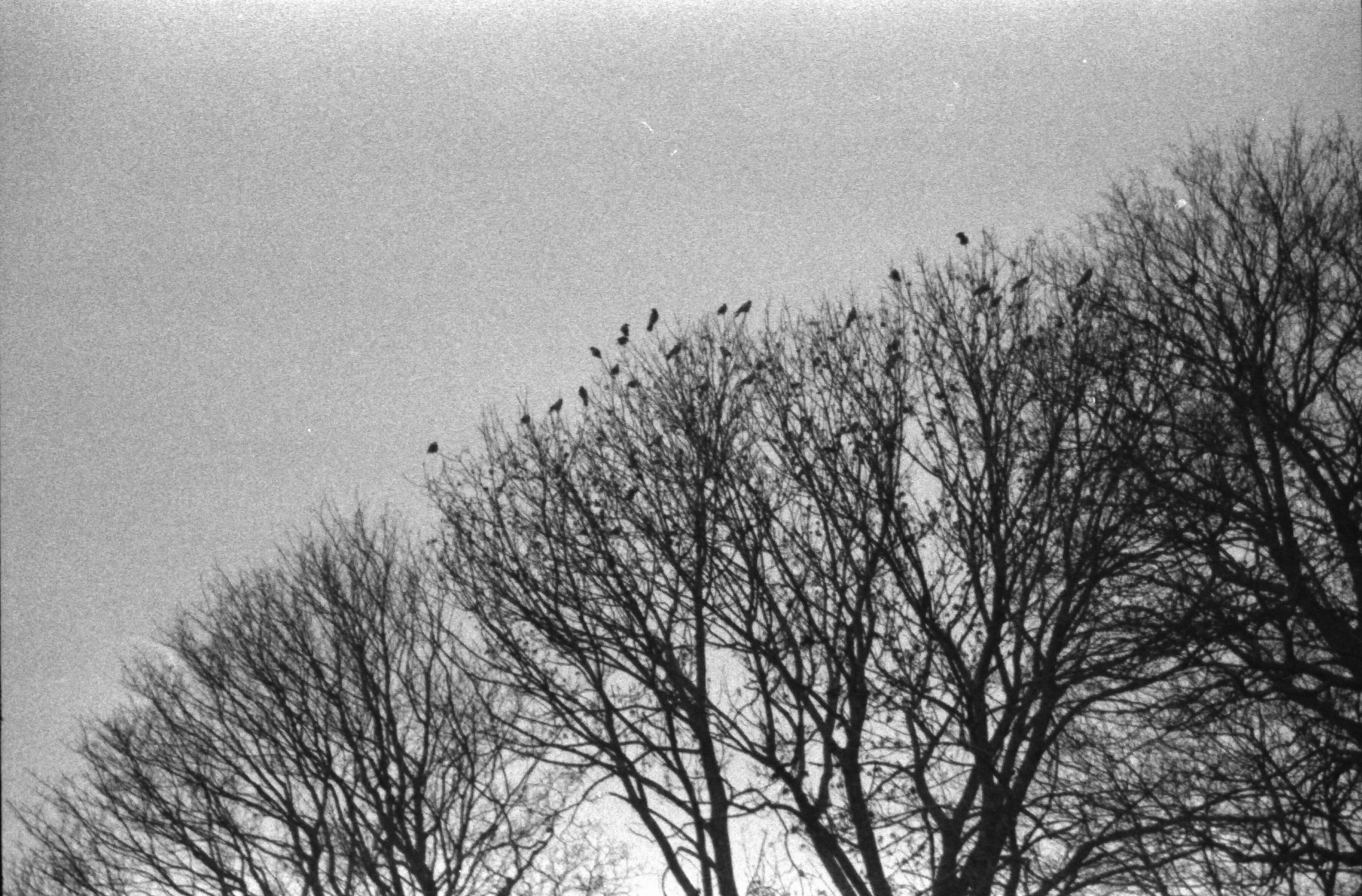 Black and white picture of birds on a barren tree seen from the distance zoomed in