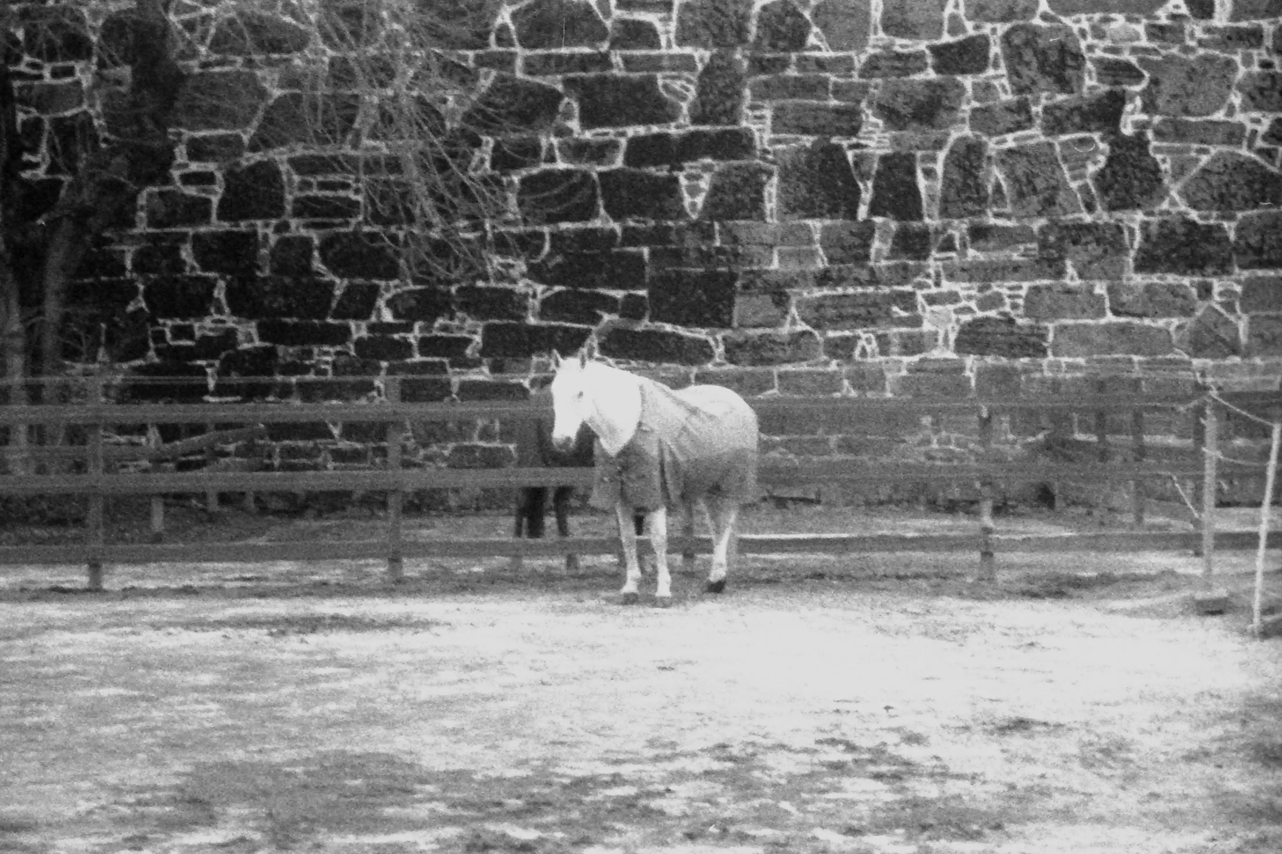 Black and white picture of a horse surrounded by a fence in front of a stone wall