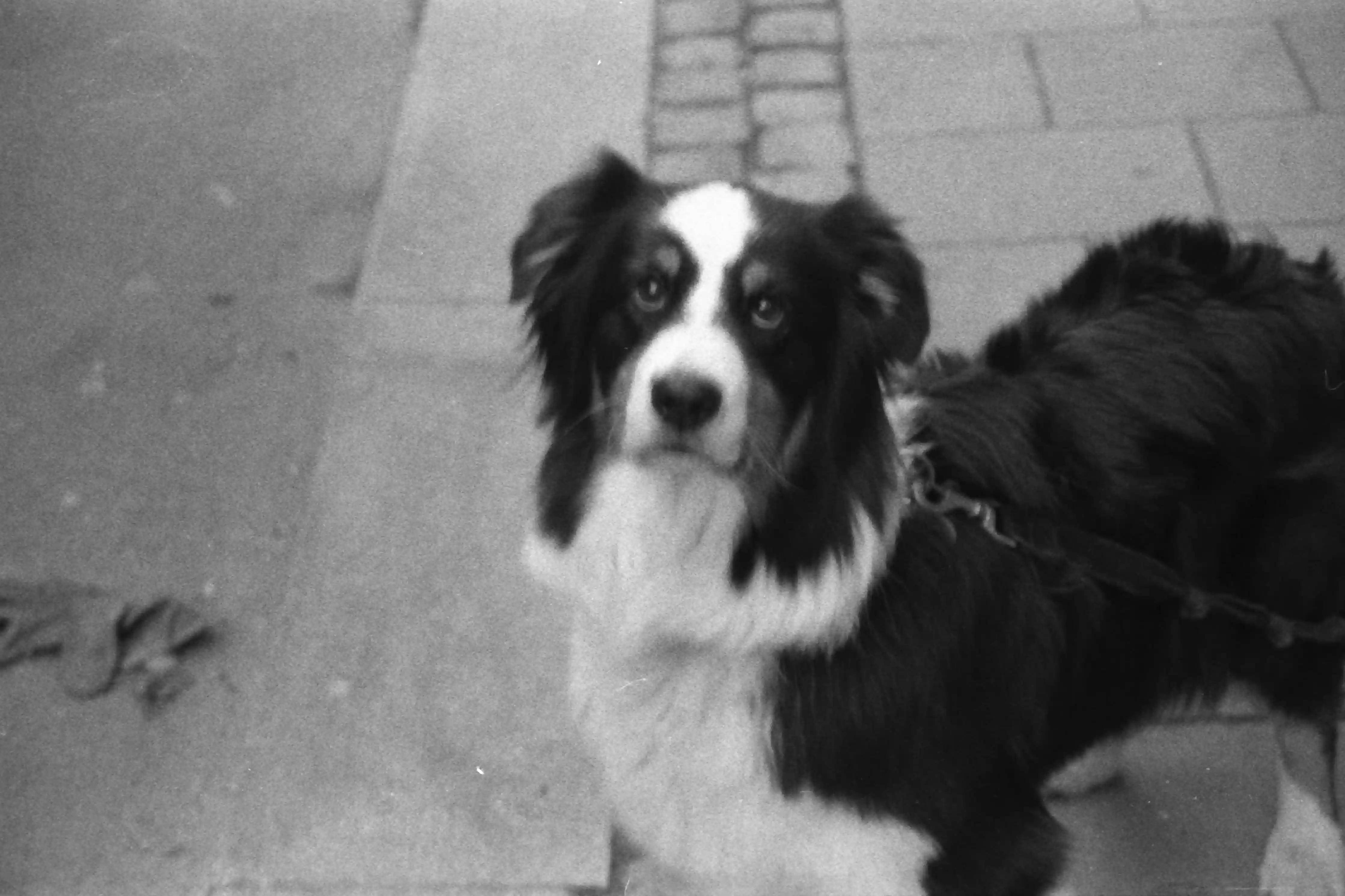 Black and white picture of a dog. It’s quite blurry