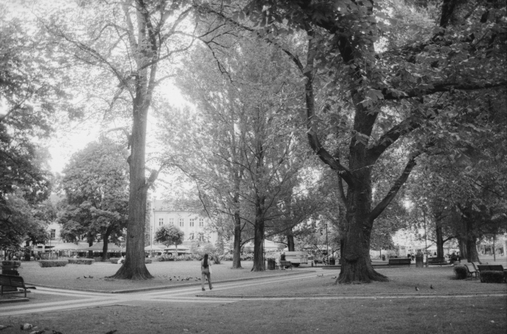 Black and white picture of a park