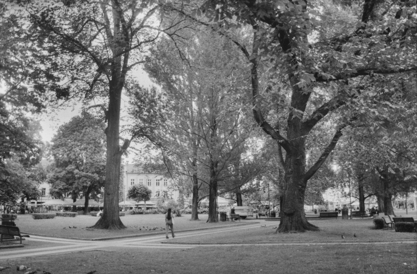 Black and white picture of a park