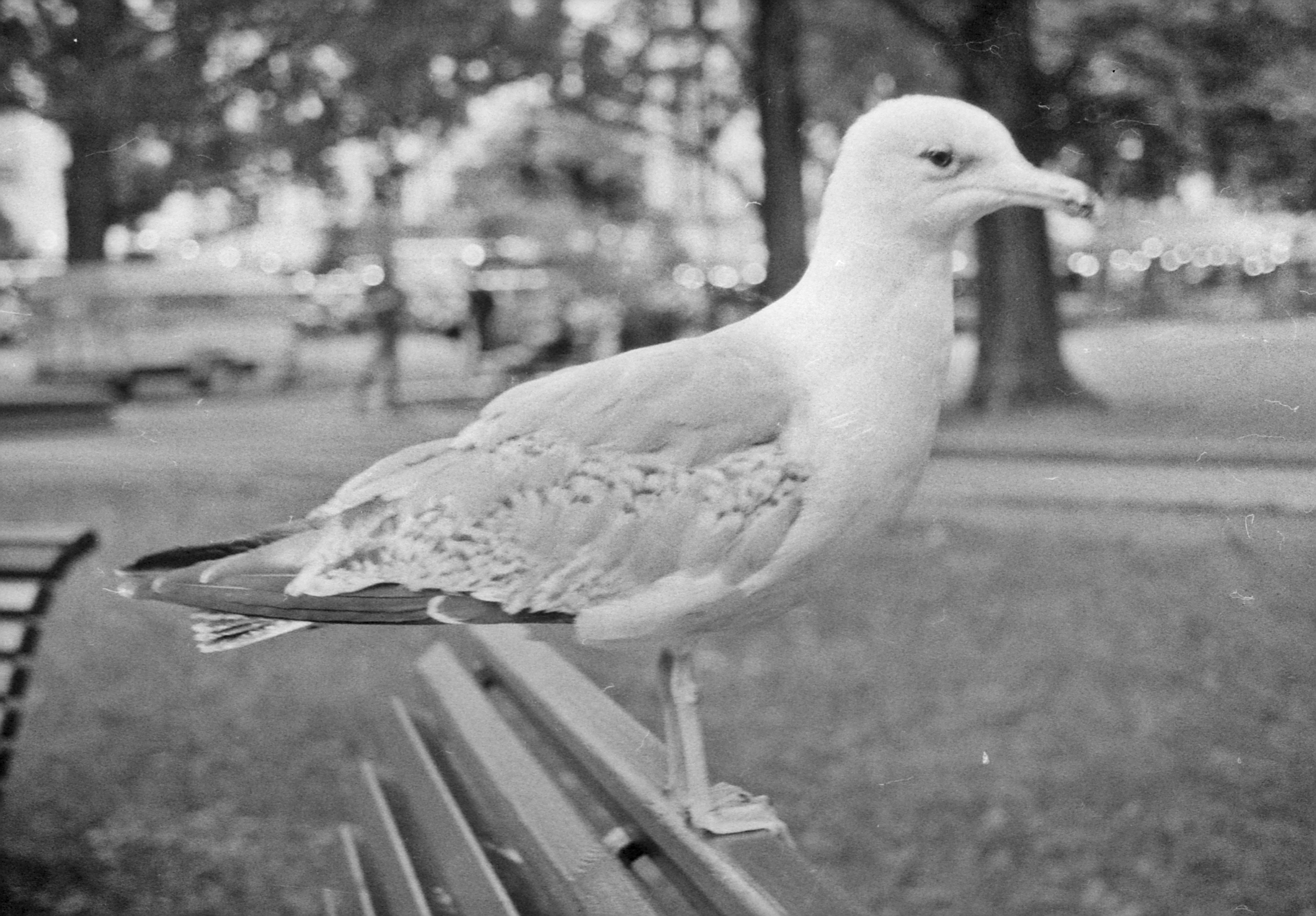 Black and white picture of a seagull