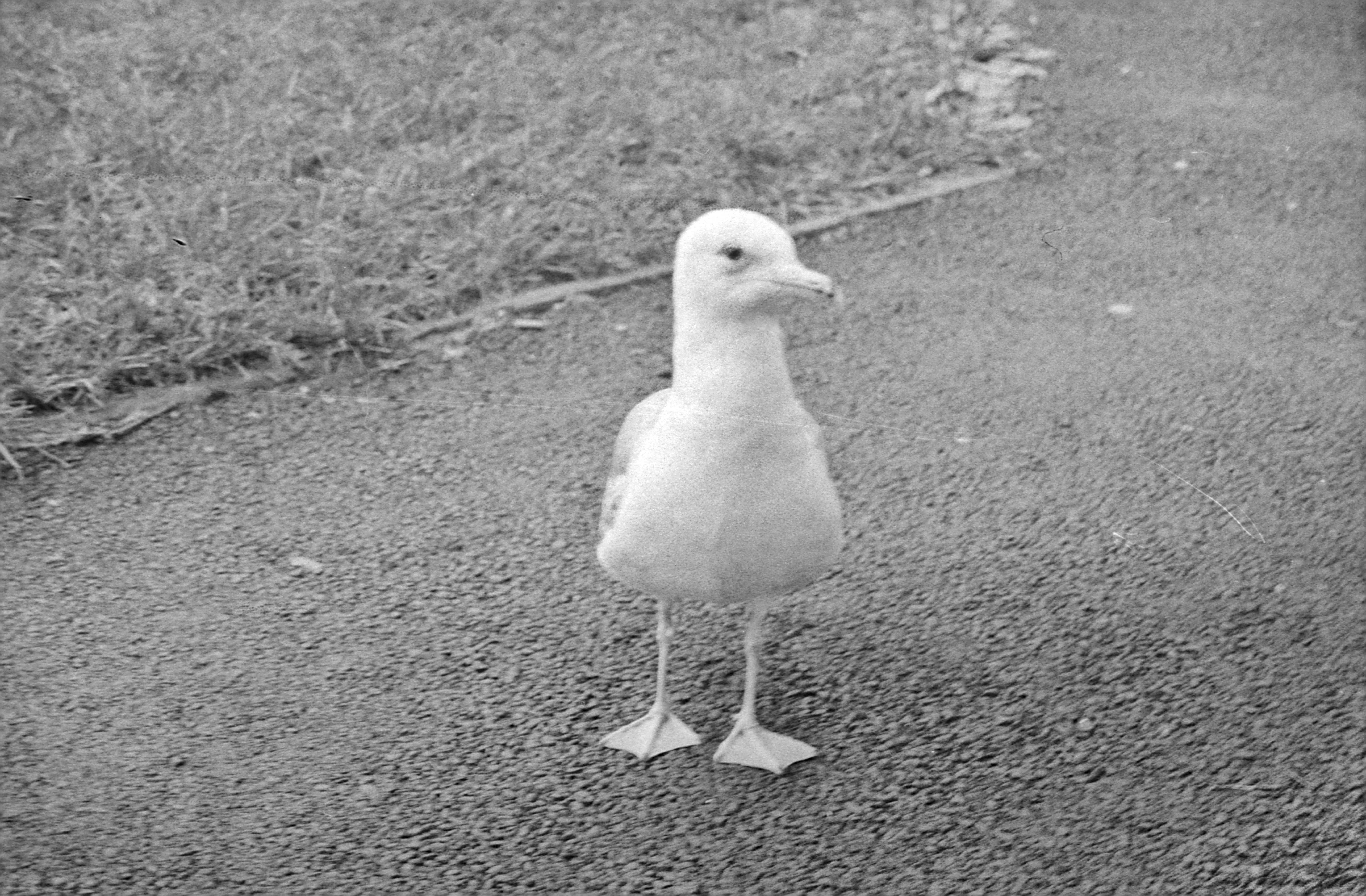 Black and white picture of a seagull