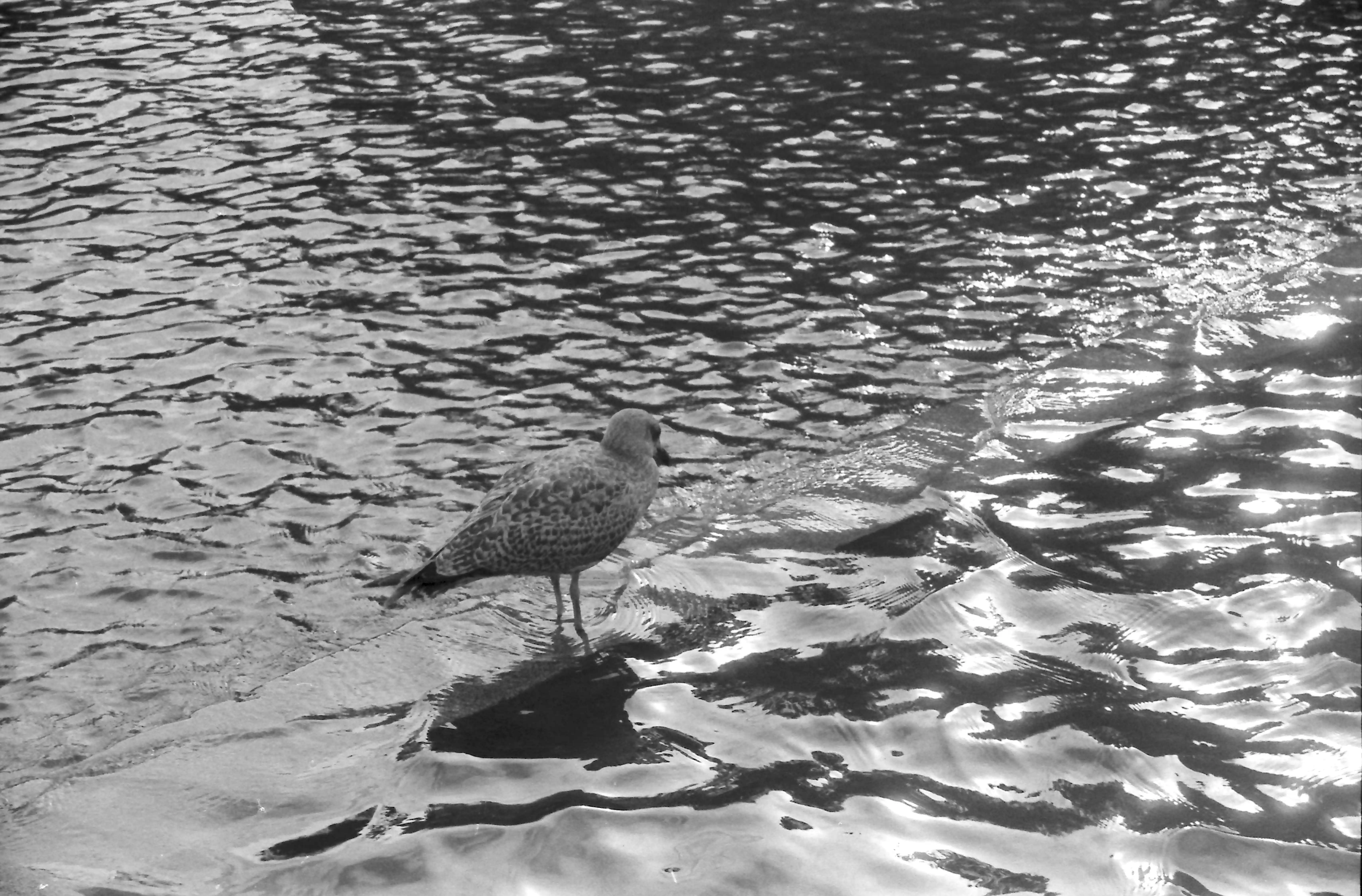 Black and white picture of a bird in a body of water