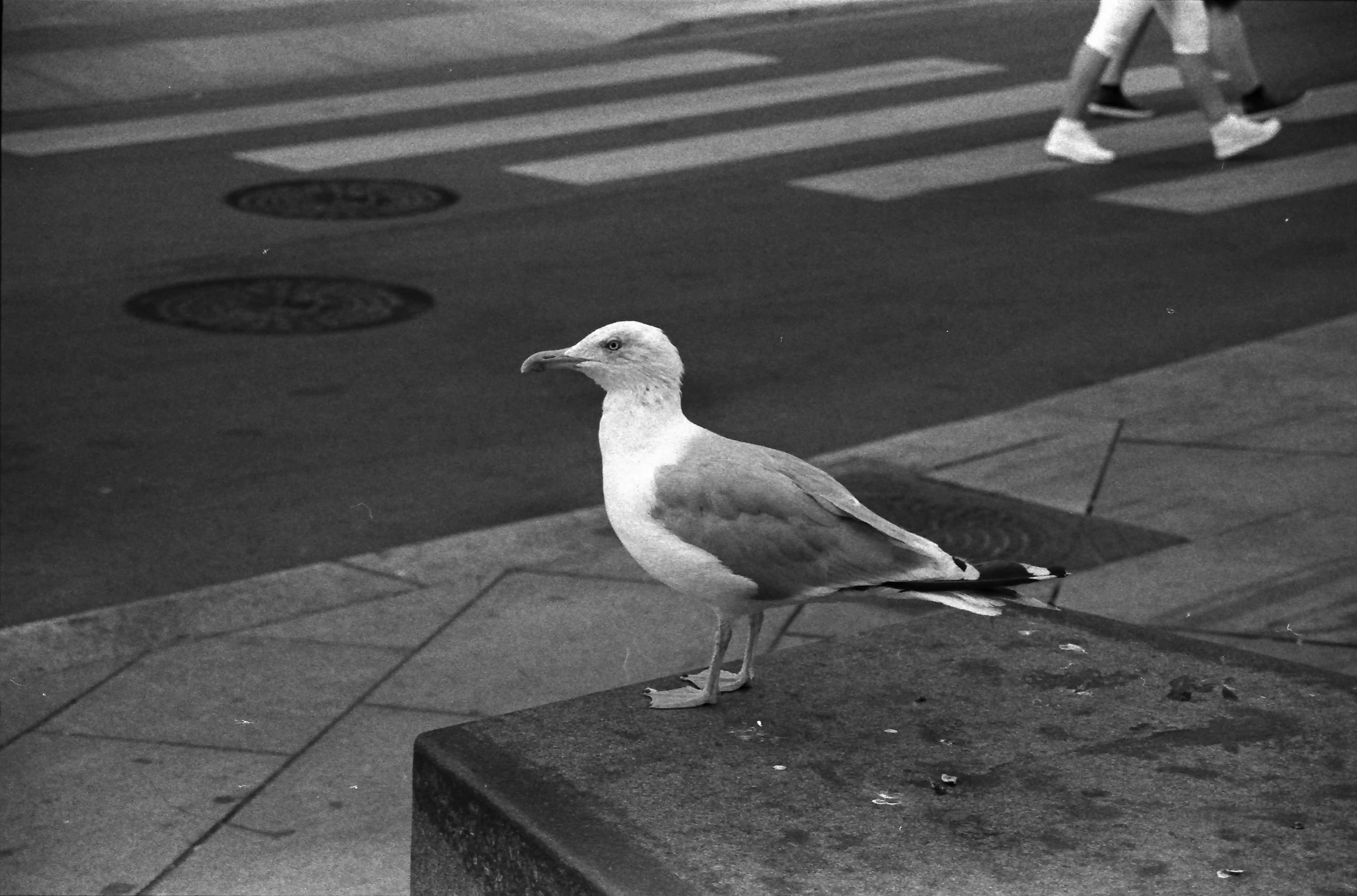 Black and white picture of a seagull