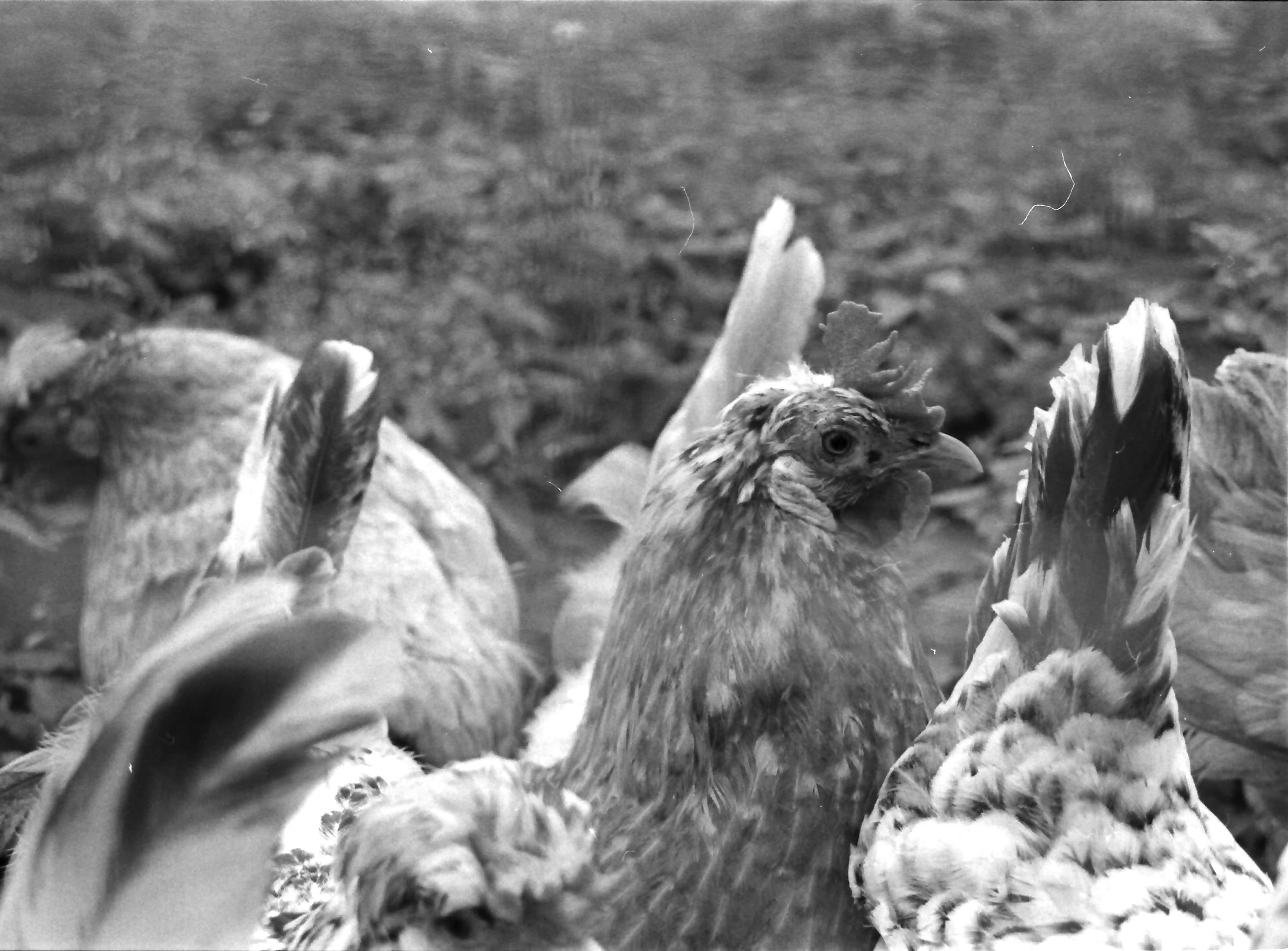 Black and white picture of chickens