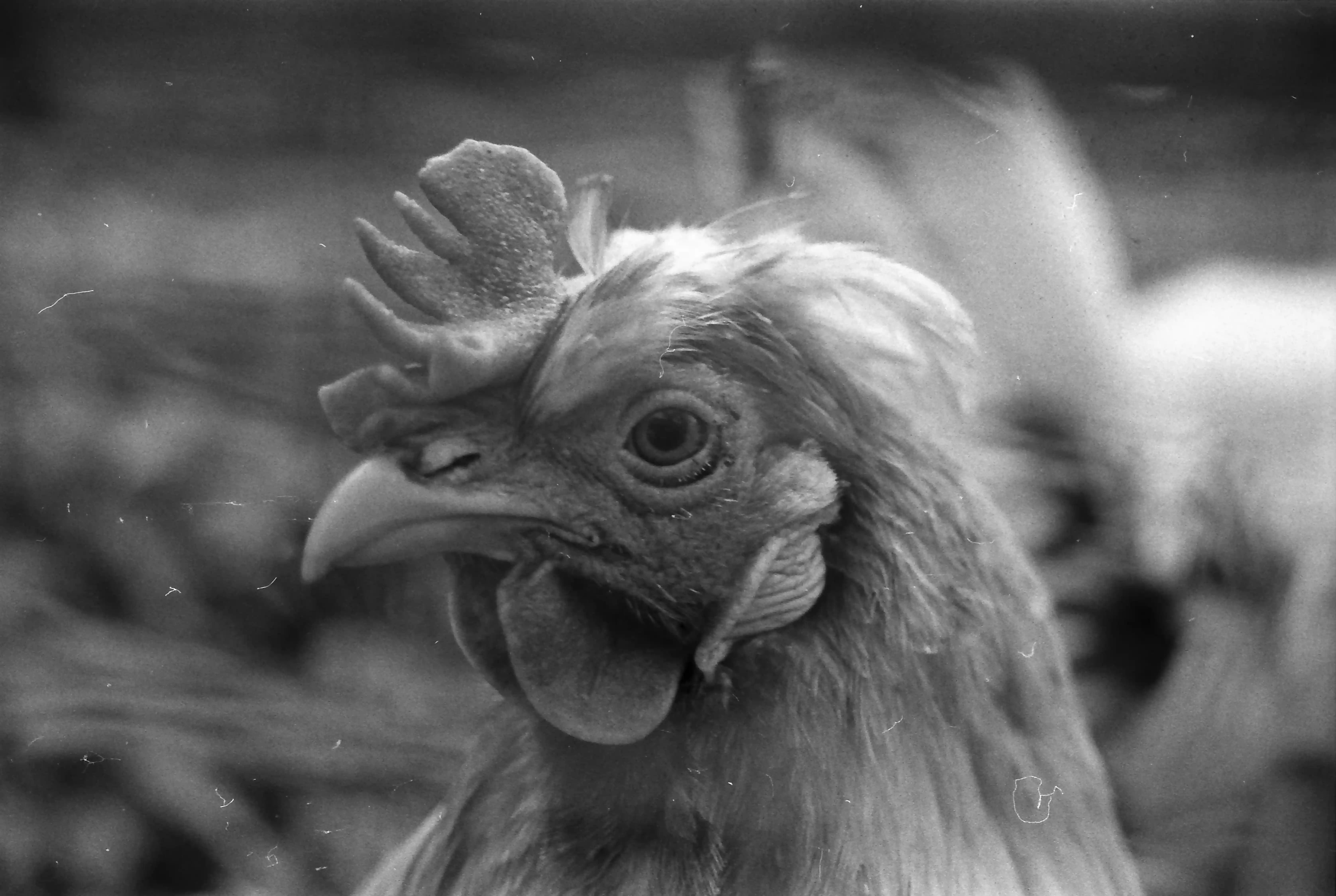 Black and white picture of a chicken