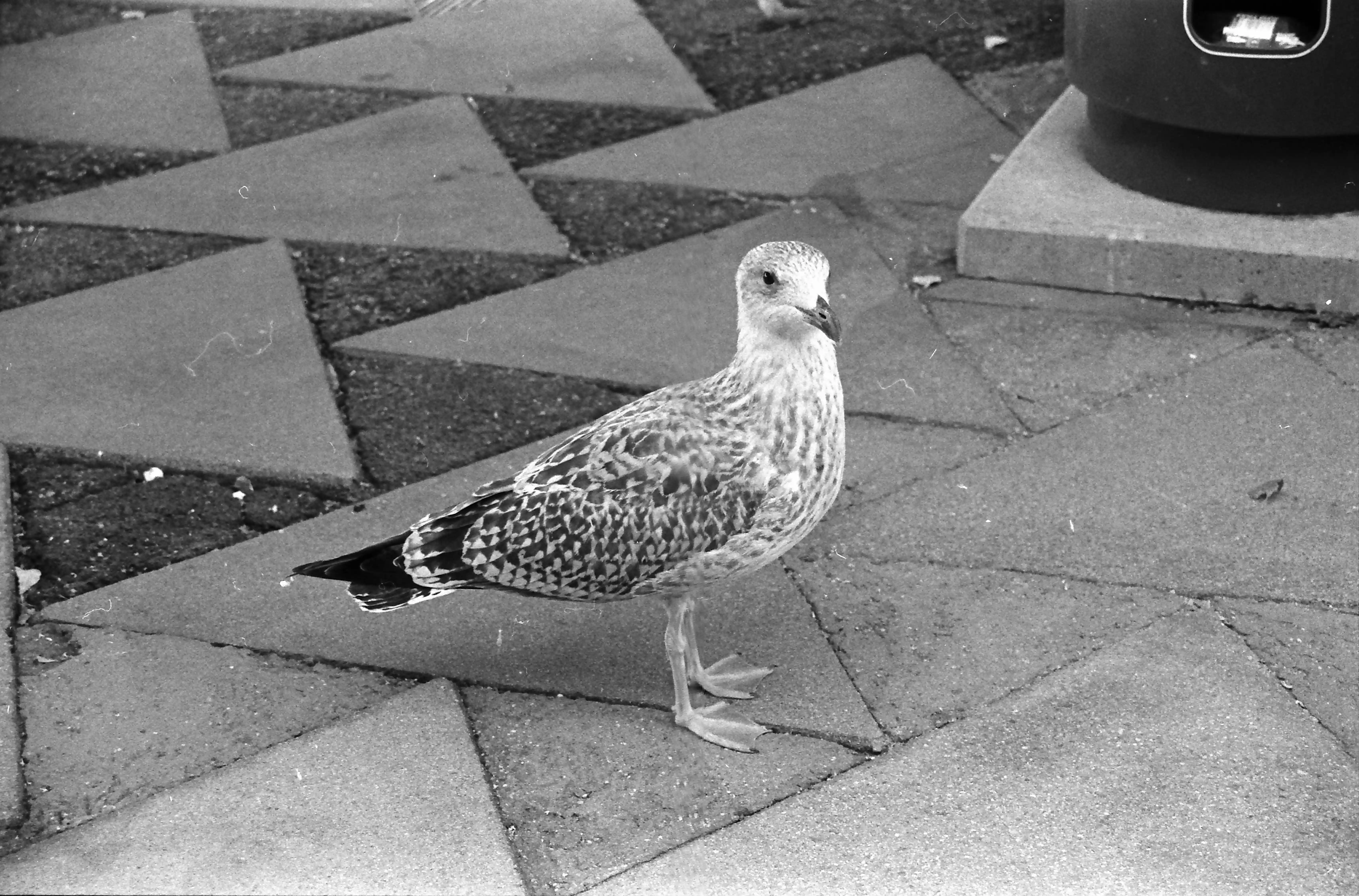 Black and white picture of a seagull