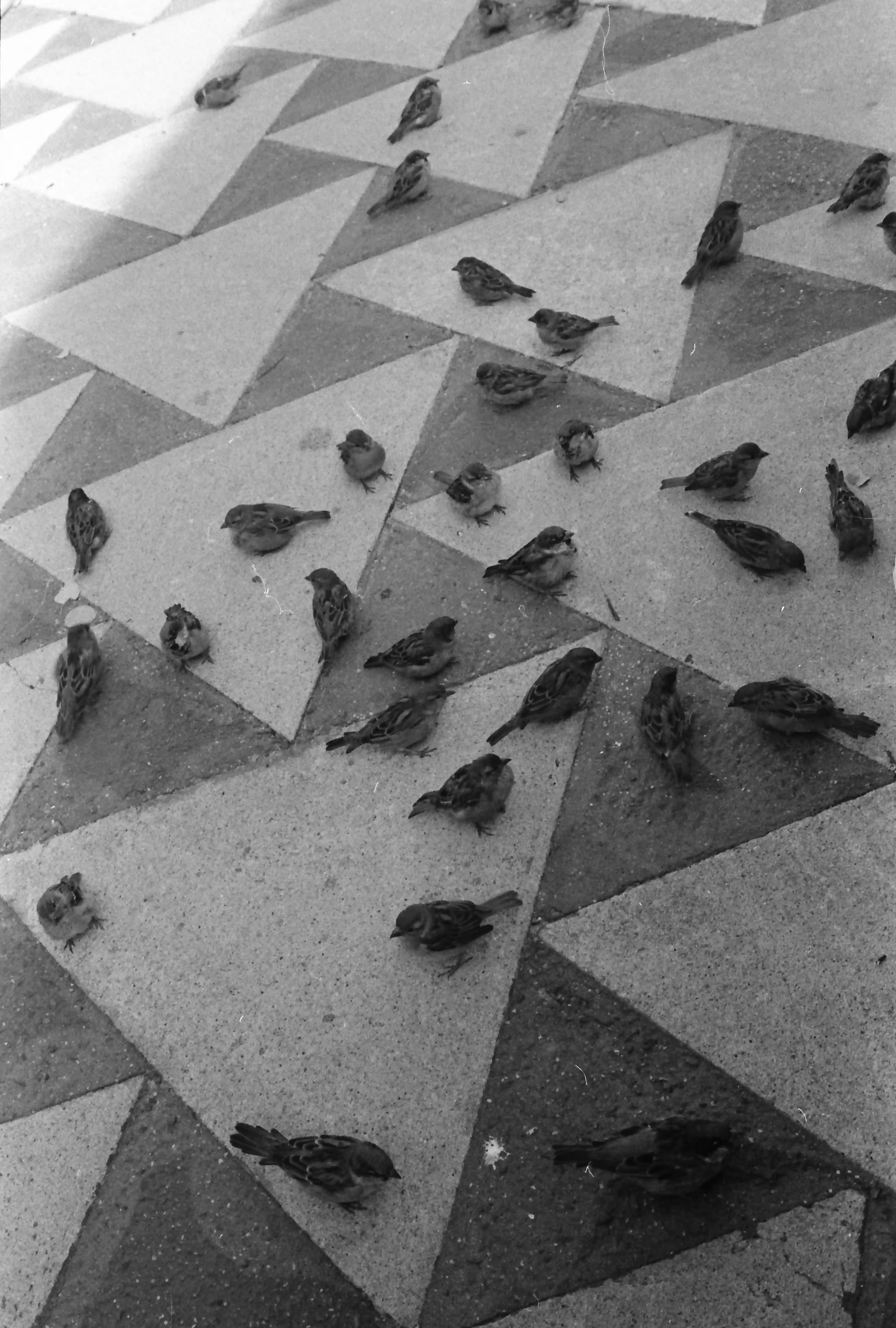 Black and white picture of a many birds on the ground